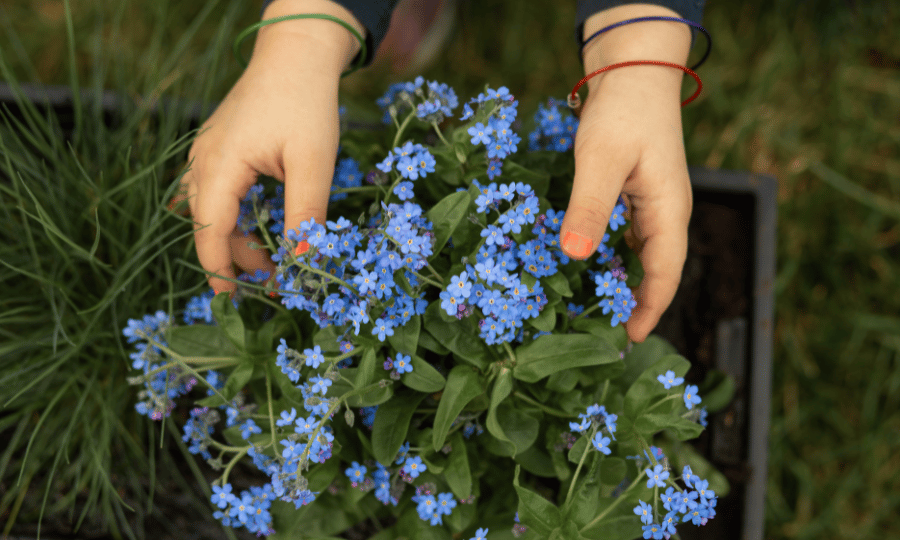 forget me not flowers for grandparents day 