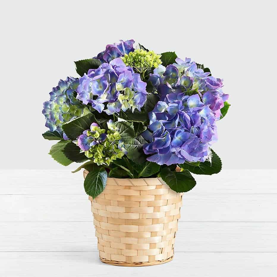 Potted Blue Hydrangea