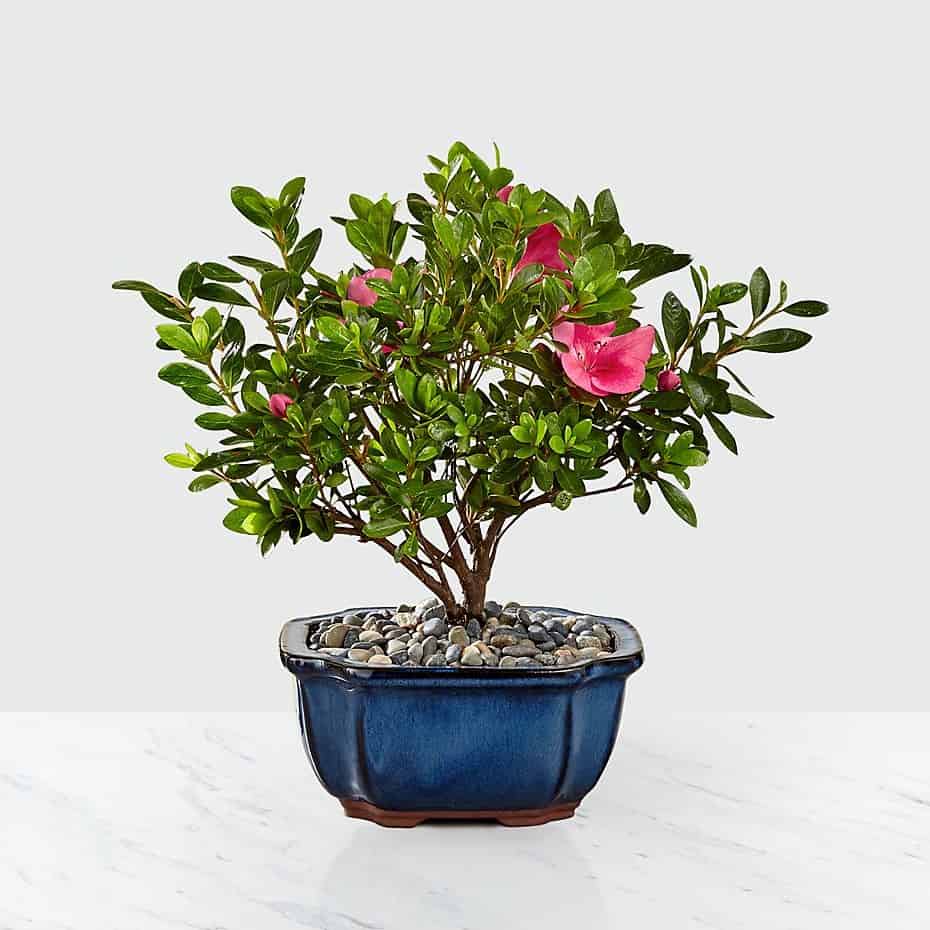 Blooming Azalea Bonsai - 8 inch