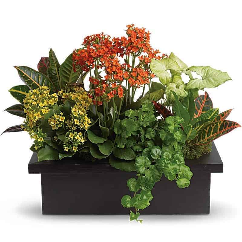 Stylish Plant Assortment