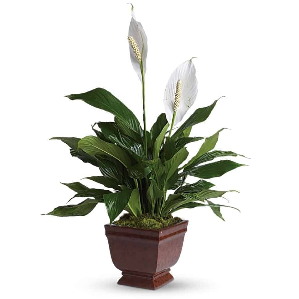 Spathiphyllum Plant Gift