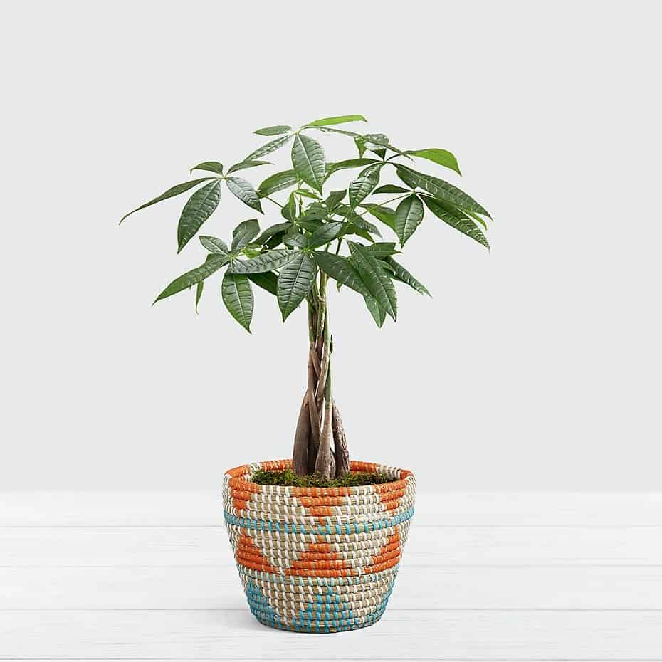 Braided Money Tree