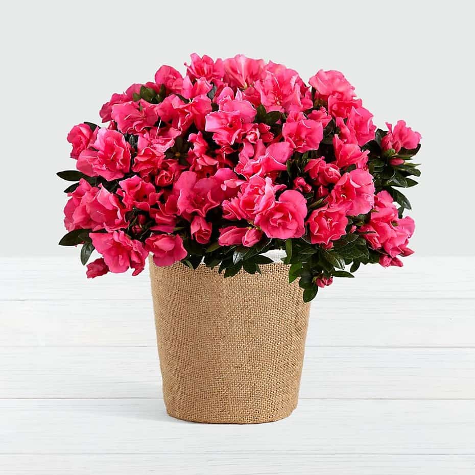 Hot Pink Azalea Plant
