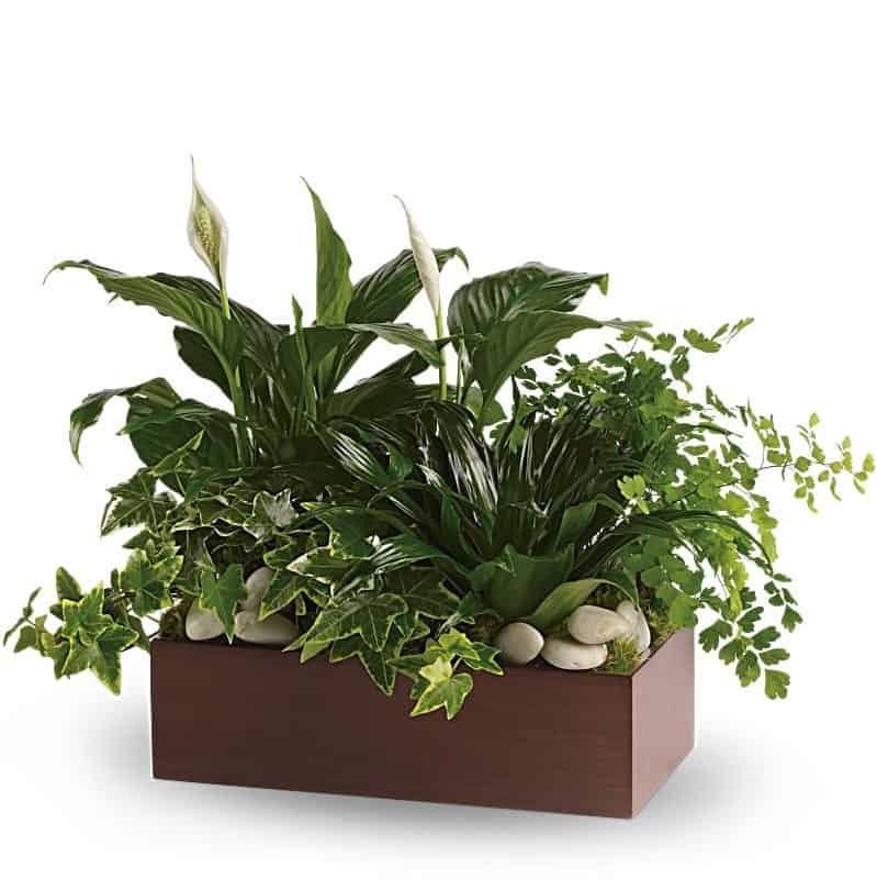 Quiet Expressions Plant Gift