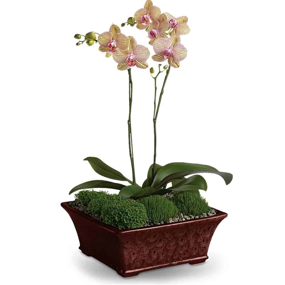 Divine Orchid