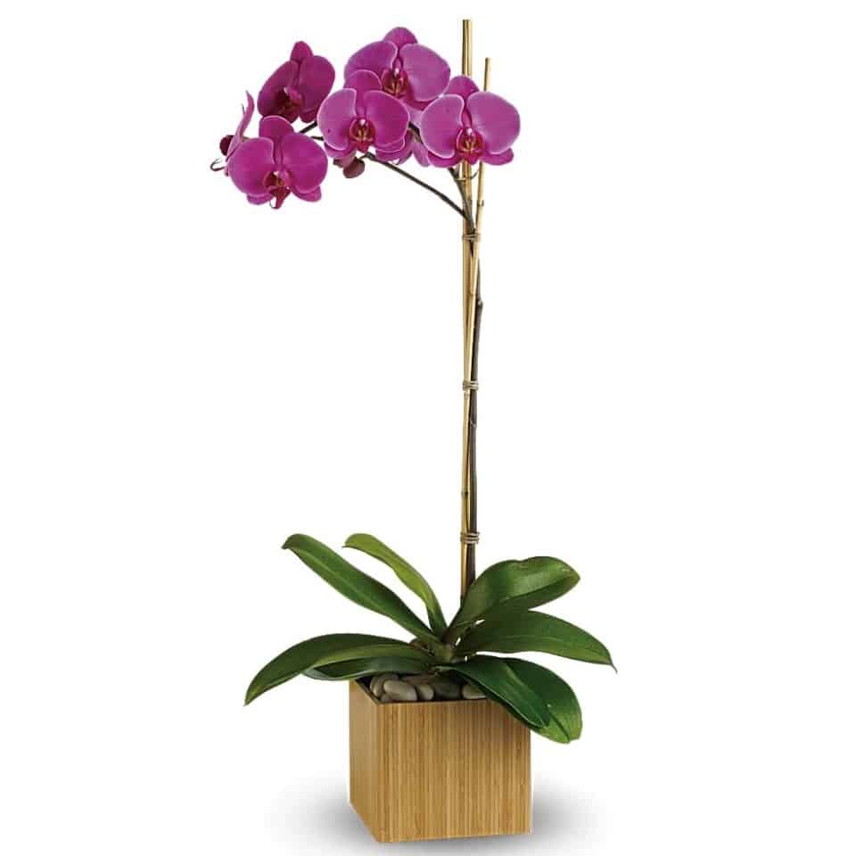 Imperial Purple Orchid