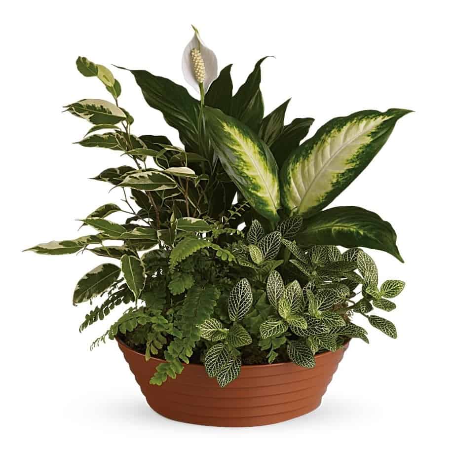 Serene Retreat Plant