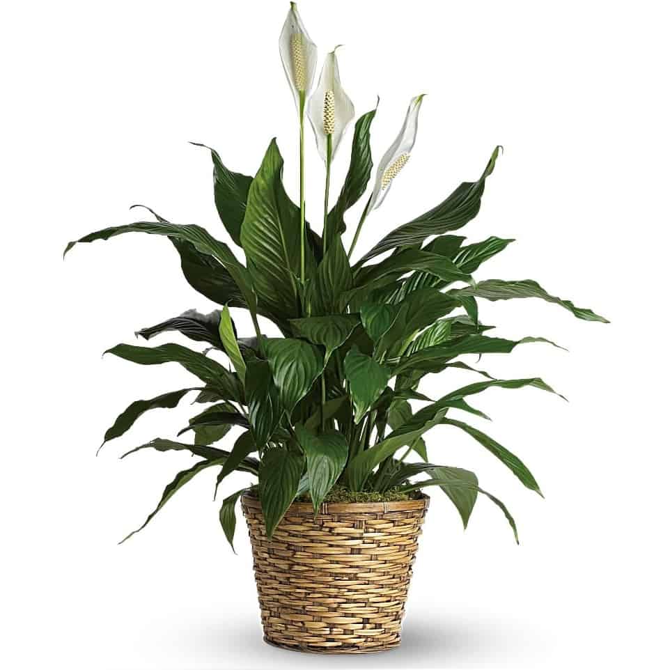 Simply Elegant Spathiphyllum