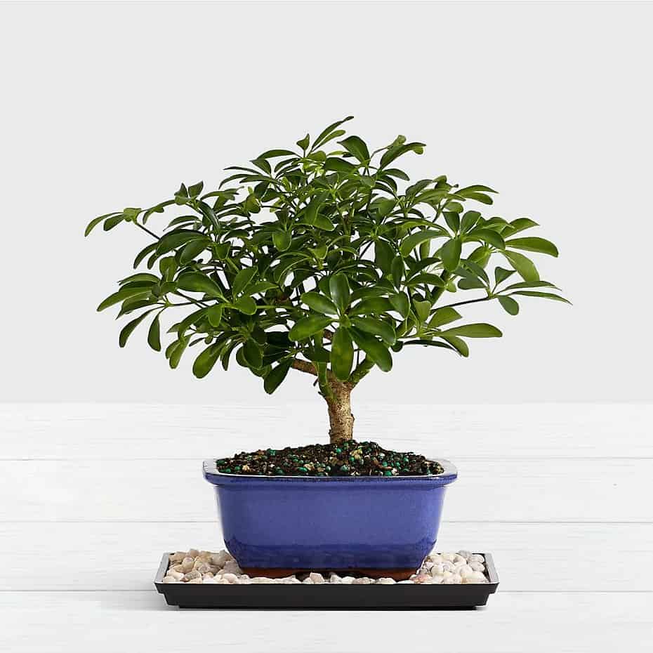 Dwarf Hawaiian Umbrella Tree Bonsai