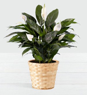 Lush Tropical Peace Lily