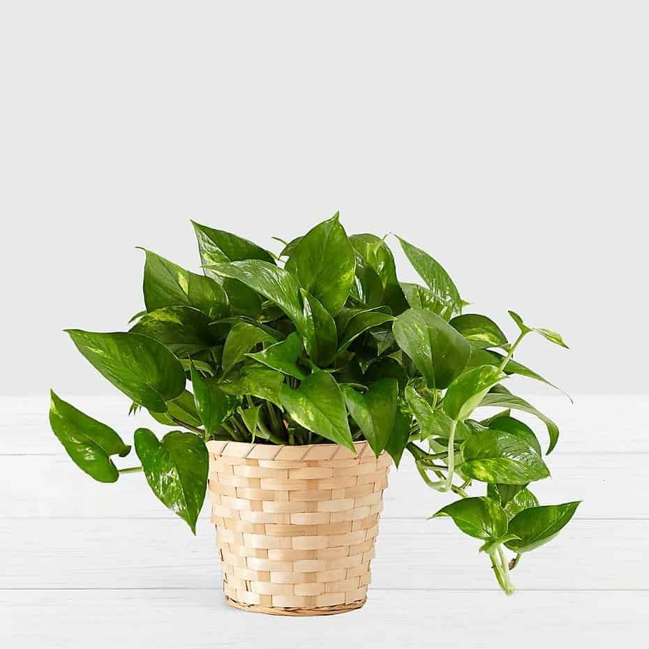 Golden Pothos  Tabletop Plant
