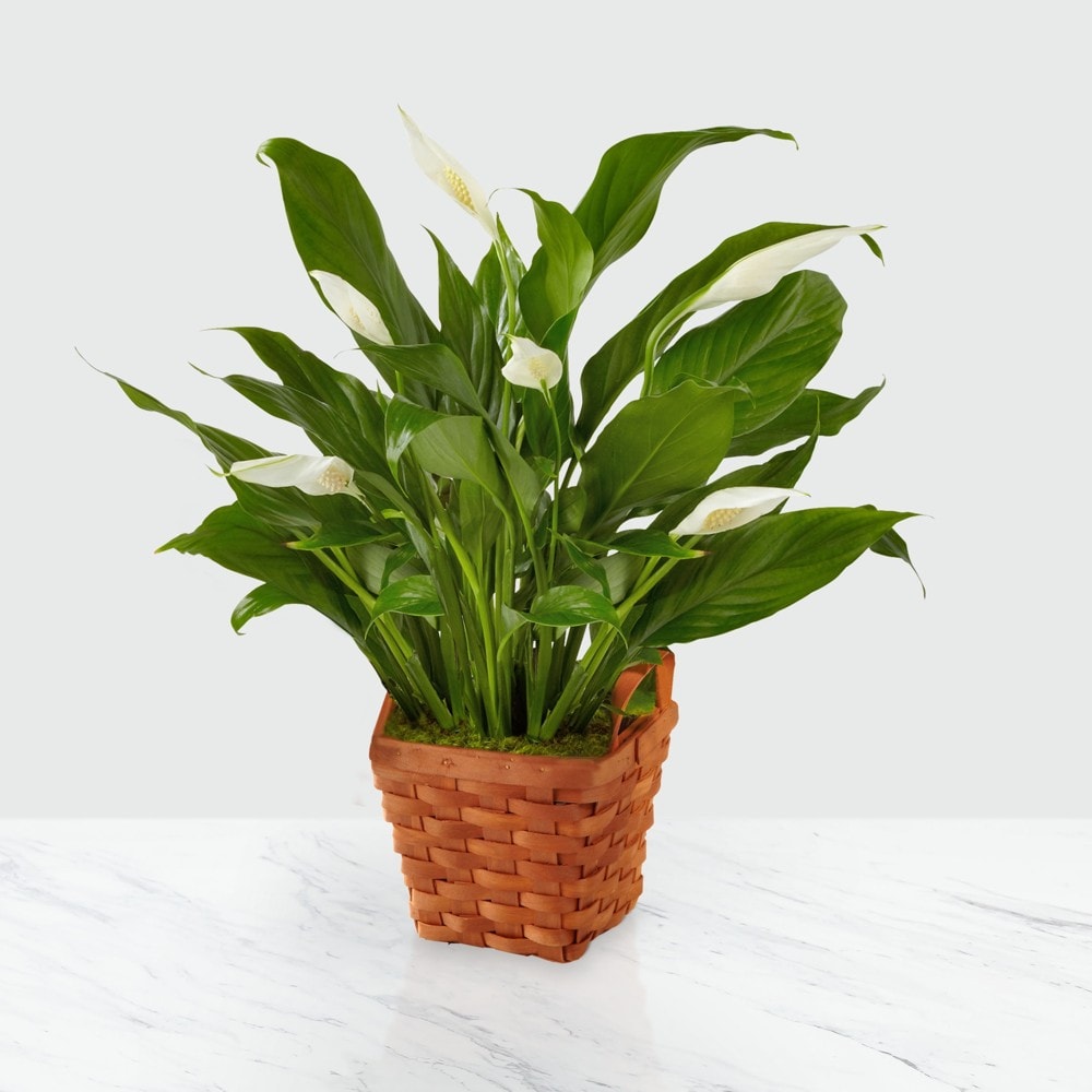 Serene Peace Plant