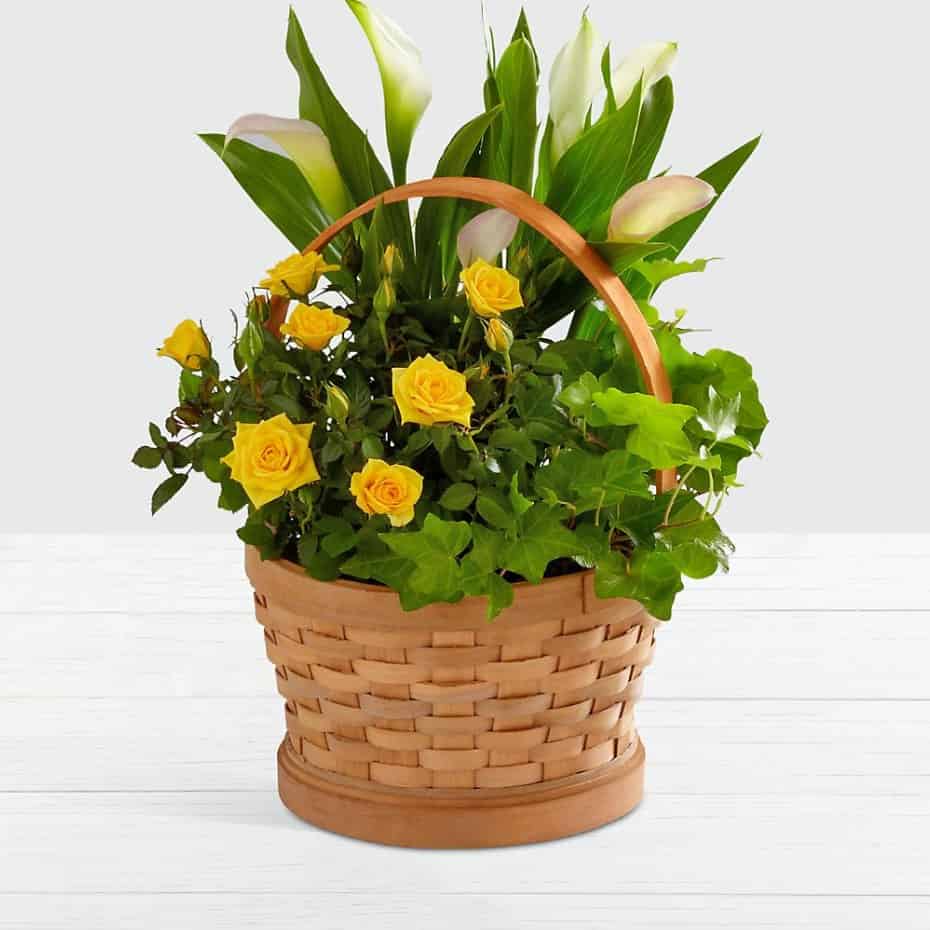 >Lighthearted Moments Mini Rose Plant