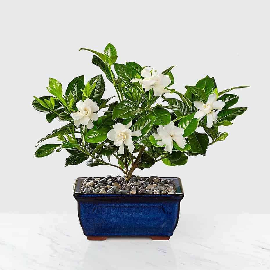 >Blossoming Abundance Gardenia Bonsai 8 inch