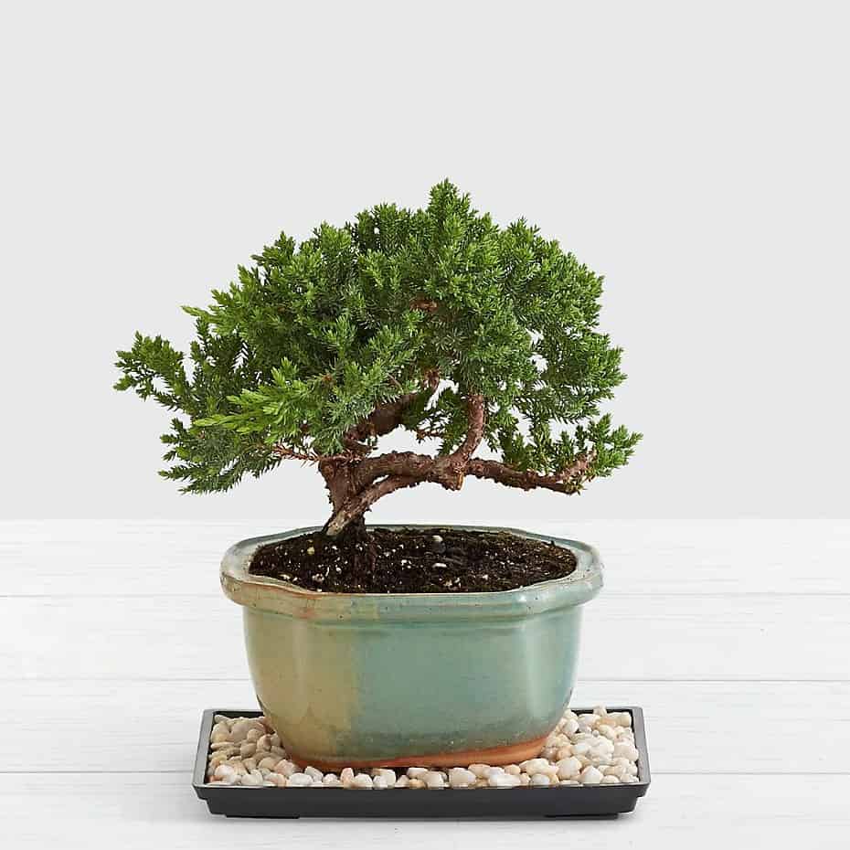 >Juniper Bonsai