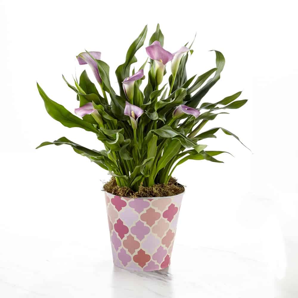 Potted Pink Calla Lily