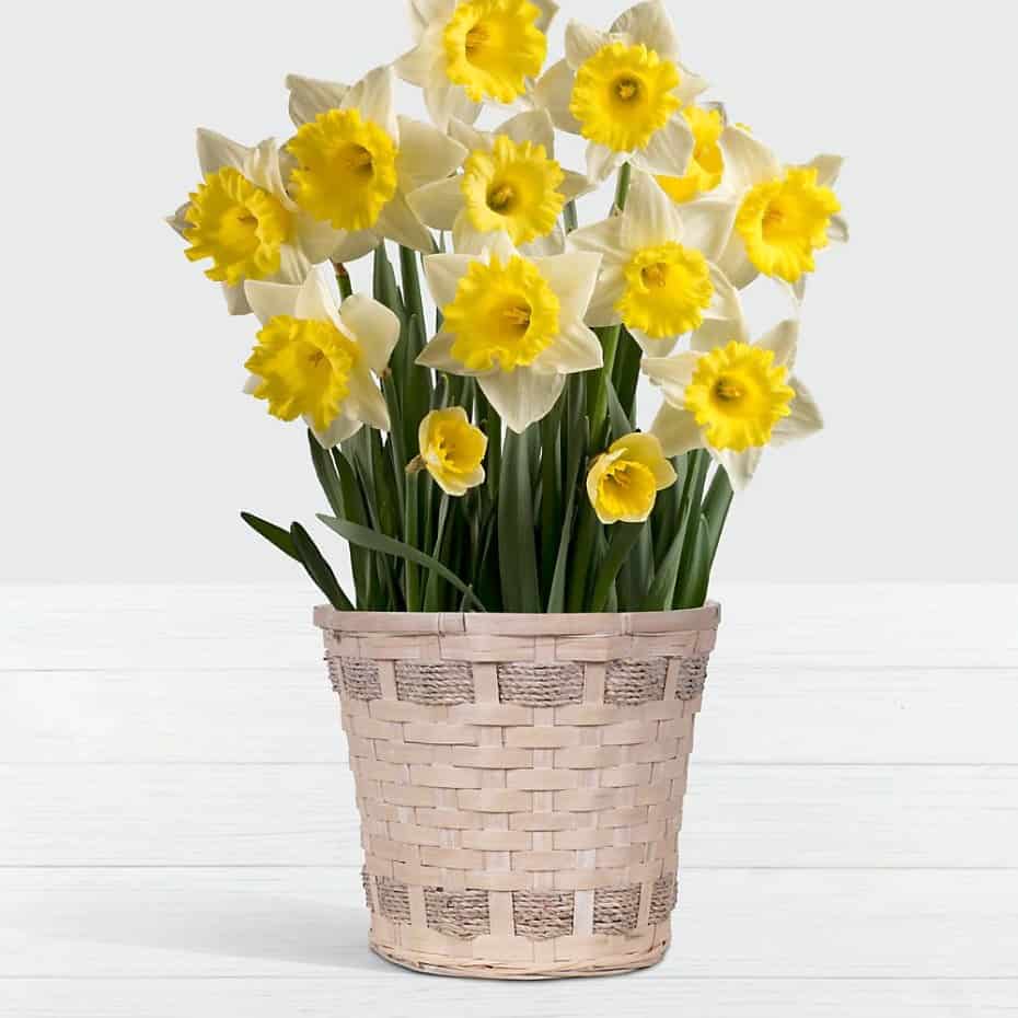 >Daffodil Attraction Bulb Garden